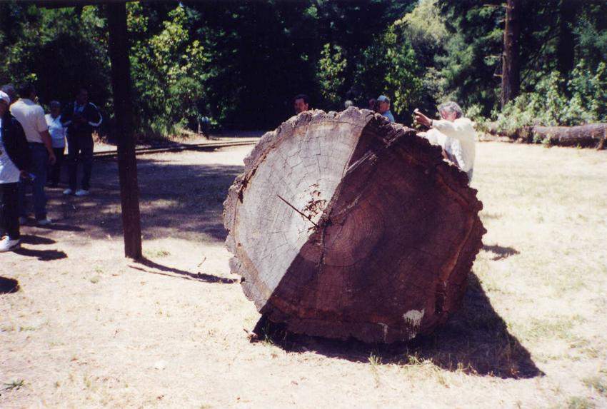 Photo of Big Tree