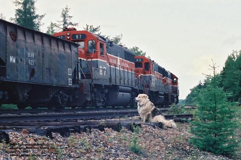 Photo of Dogs and Trains