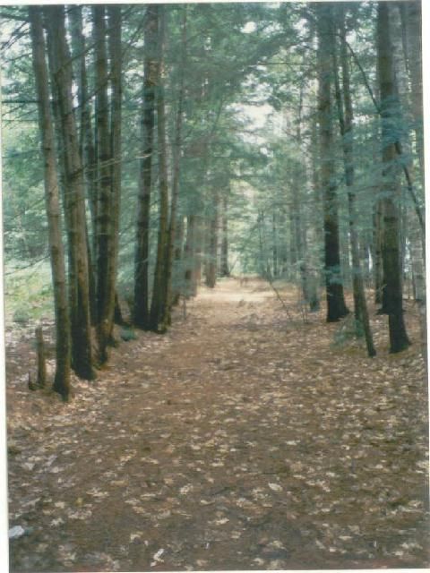 Photo of Harrison branch ROW in woods beyond Stevens Brook bridge