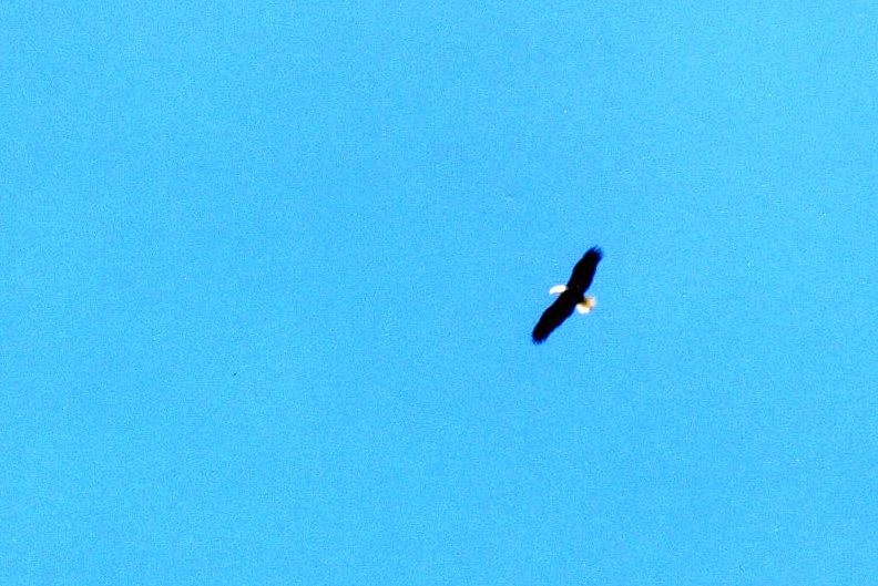 Photo of EAGLE IN FLIGHT
