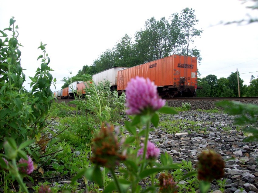 Photo of The end of the WB intermodal passes by a flower as it heads into Churchville ny.