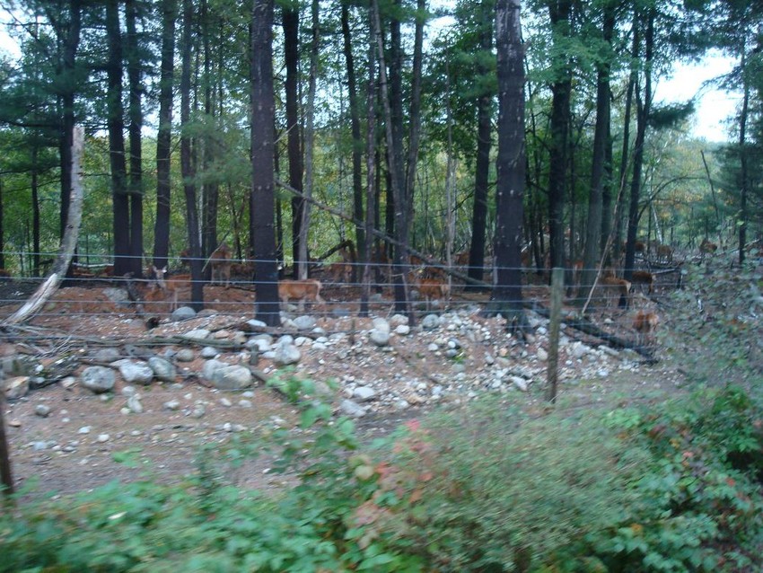 Photo of Deer Farm at Bridgewater