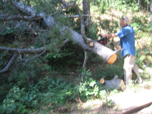 Photo of How to take down a tree- slrr