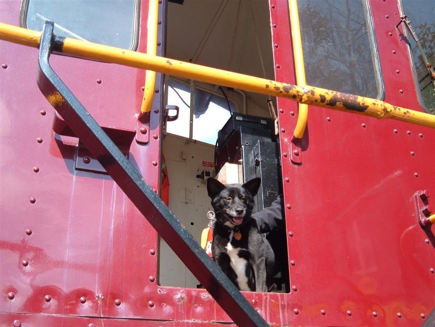 Photo of Reagan The Dog Checks out the engine 1186