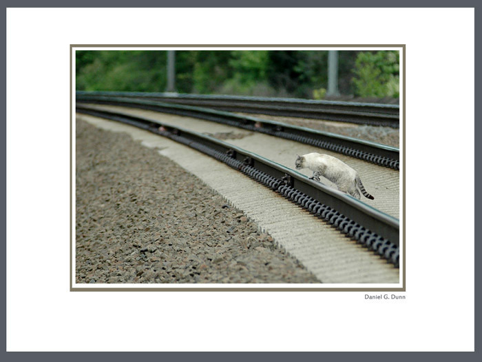 Photo of Cat with a Pulse...Amtrak Acela @ Shannock,  RI