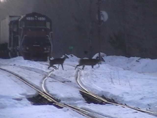 Photo of deer crossing the rairoad tracks ae crescent jct