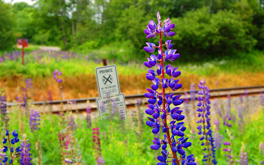 Photo of Lupines near the MMA rails at Kidders (MP 1), Searsport, ME