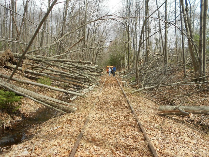 Photo of Trees at MP 18 Cut Through