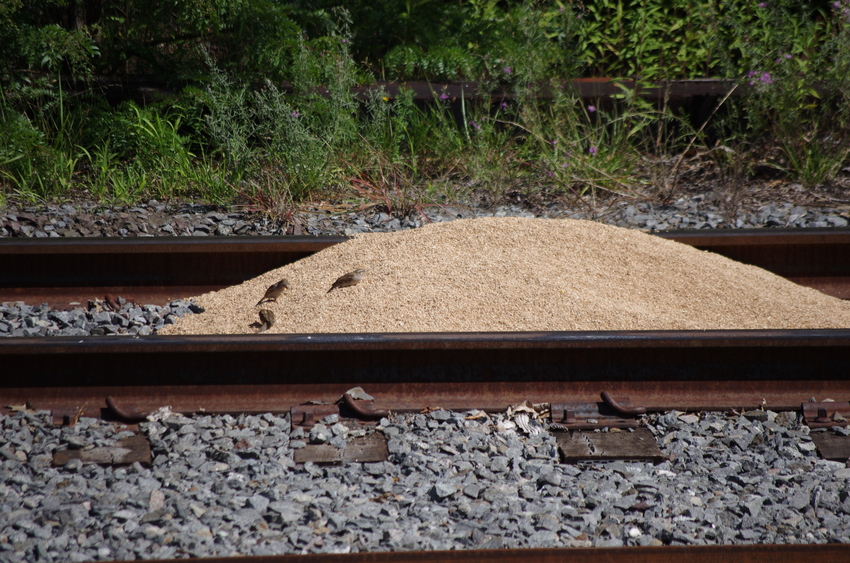 Photo of Derailments Are For The Birds
