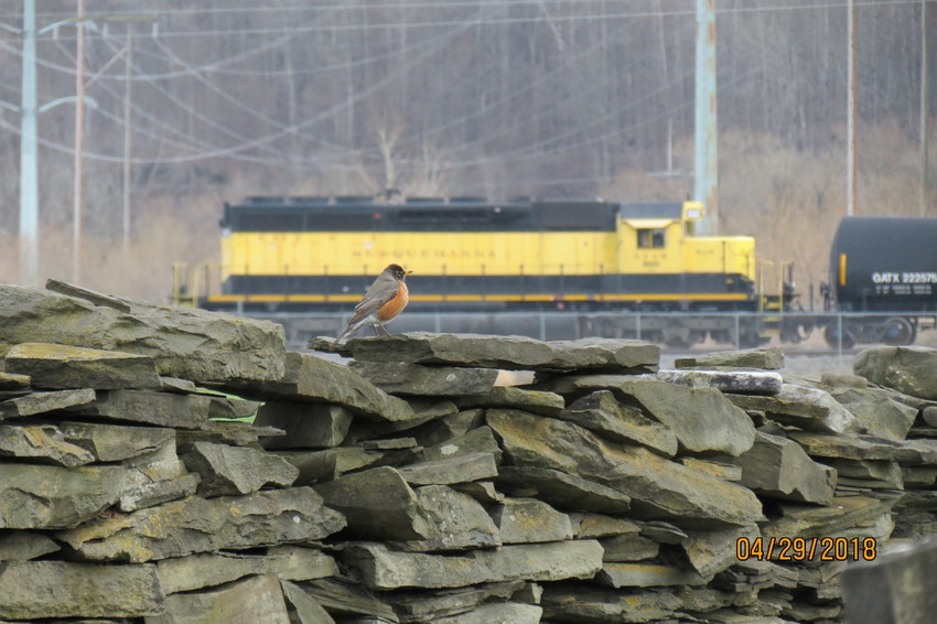 Photo of A lone robin