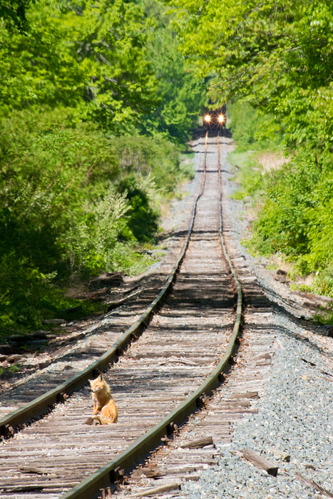 Photo of Fox on the Portsmouth Branch
